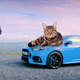 Illustration for article titled The Peculiar Saga Of Top Gears Rory Reid And A Feral Cat